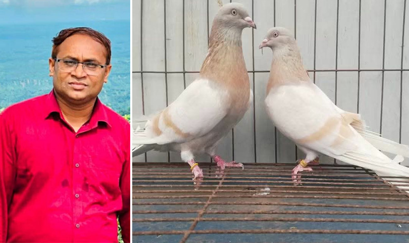 শিক্ষার্থীর চিকিৎসায় শখের দুর্লভ কবুতর নিলামে, বিক্রি ৭০ হাজারে